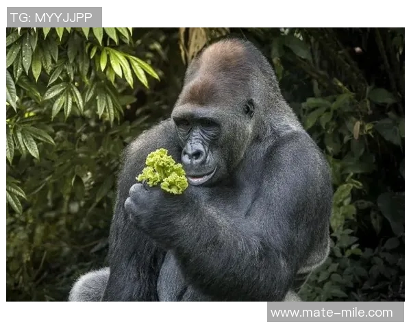 迪辛与布拉格的巅峰对决谁将笑到最后揭开胜负之谜